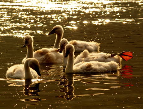 Cygnets on lake Garda italy photo