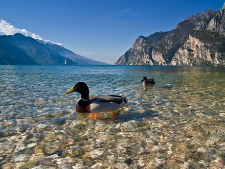 Ducks on lake Garda photo