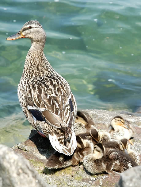 Ducks with chicks lake Garda photo