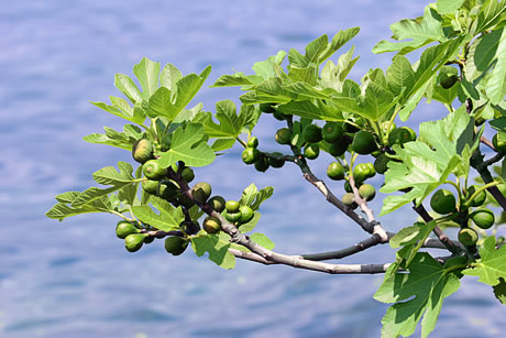 Figs lake Garda photo