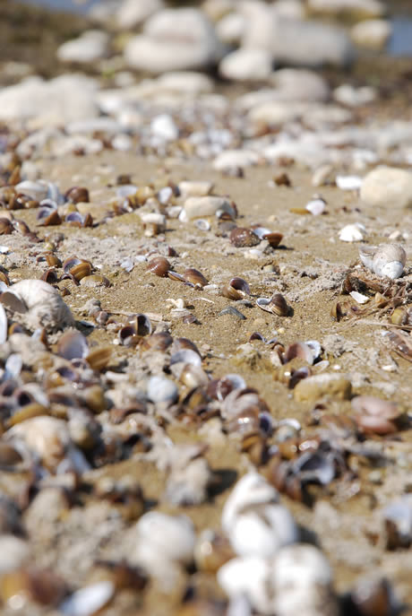 Shells lake Garda italy photo