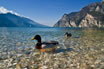 Ducks On Lake Garda