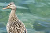 Ducks With Chicks Lake Garda