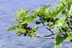 Figs Lake Garda