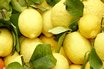 Fresh Citrons Limone Lake Garda