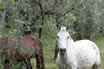 Horses At Olive Grove Lake Garda