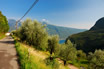 Olive Grove Lake Garda