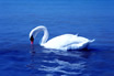 White Swan Lake Garda