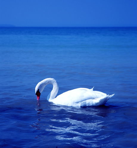 White swan lake Garda photo