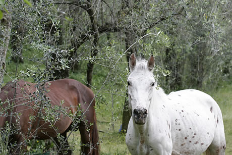 Chevaux dans le jardin d'olivier Lac de Garde photo