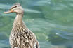 Canard Avec Poules Lac De Garde