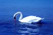 Cygne Blanc Lac De Garde