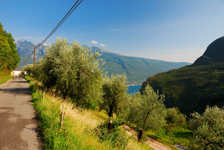 Uliveto sulle rive del Lago di Garda foto